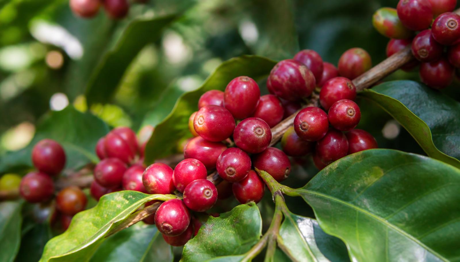 Ripe coffee cherries on the branch of a coffee plant