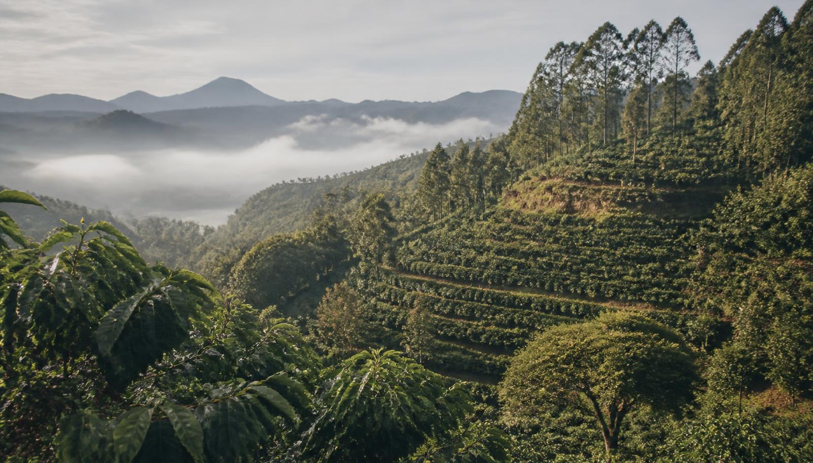 High-altitude coffee growing landscape under morning mist