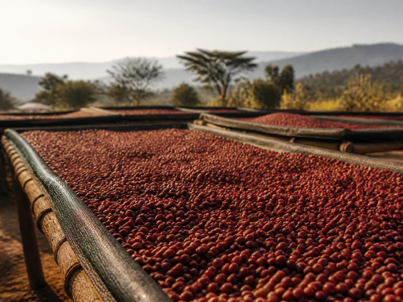 Coffee cherries drying on raised beds in the morning light