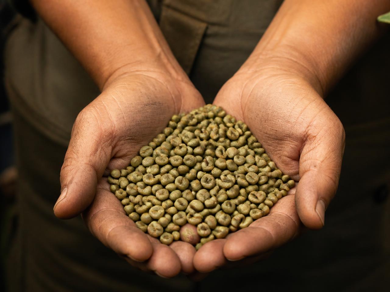 Producer holding freshly harvested green coffee beans